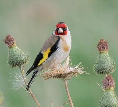 Европейская птица Goldfinch, щегол щегла, садилась на насест ел S Стоковое  Изображение - изображение насчитывающей съешьте, сезонно: 132326997