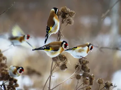 Щегол (лат. Carduelis) — Фото №106760