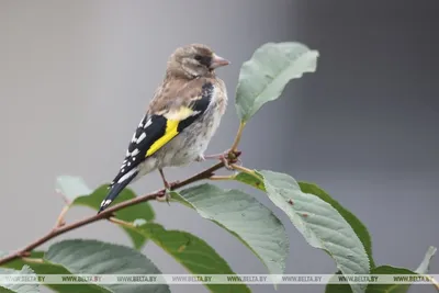 Щегол - eBird