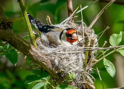 Фотогалерея - Птицы (Aves) - Обыкновенный щегол (Carduelis carduelis) -  Природа Республики Мордовия