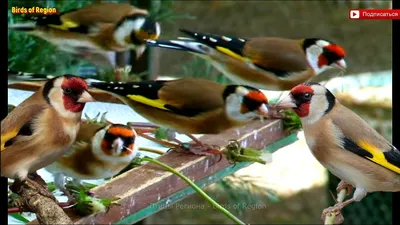 Европейский Goldfinch Birdfood ест.. Щегол птицы: Стоковое Изображение -  изображение насчитывающей голодно, запачканный: 196525487