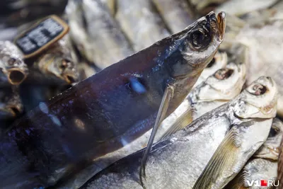 🐟 Чехонь вяленая отборная (кг) - купить с доставкой в СПб | Питер-Корюшка  - интернет магазин