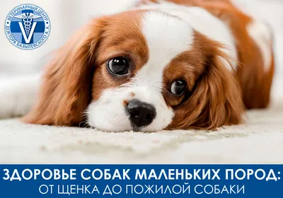 Royal Canin Maxi Puppy полнорационный сухой корм для щенков крупных пород  до 15 месяцев | Купить в Владикавказе