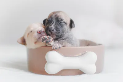 ROYAL CANIN корм для щенков Maxi Puppy