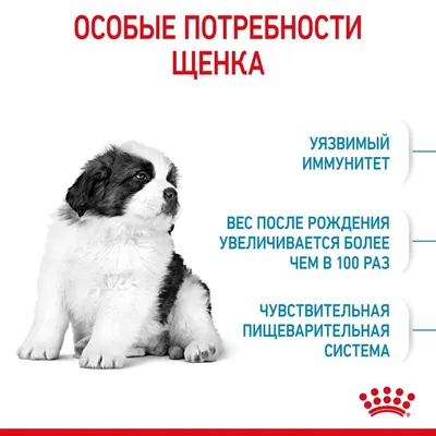 Royal Canin MAXI STARTER для щенков крупных пород до 2-х месяцев - купить  по выгодной цене | ЗООВЕТ УМКА