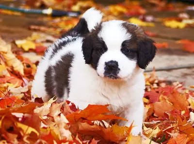 Щенки, собаки разных пород для любви и обожания!/Puppies, dogs. | Facebook