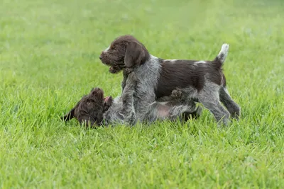 Как выбрать охотничью собаку - Hunting dog