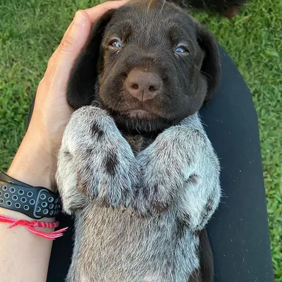 Немецкий курцхаар (German Shorthaired Pointer) (Породы собак) курцхаар  собака, курцхаар фото, курцхаар купить, щенки курцхаара, курцхаар собака  фото, собака немецкий курцхаар, немецкая легавая курцхаар Энциклопедия о  животных EGIDA.BY