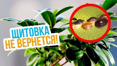 Чем опасна щитовка и как с ней бороться? | Garden-Zoo.ru | Дзен