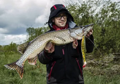 Щука (Esox lucius)