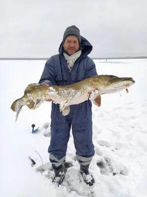 🐟 Щука вяленая ладожская (кг) - купить с доставкой в СПб | Питер-Корюшка -  интернет магазин