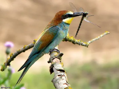 Золотистая щурка - eBird