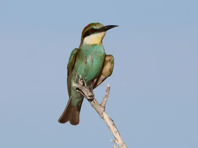 Золотистая щурка - Merops apiaster - Bee-eater - YouTube