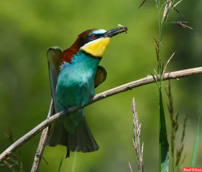 Любители птиц - Нубийская #щурка, или пурпурная щурка / Northern carmine  bee-eater (лат. Merops nubicus) #Фото #birdslovers #птицы | Facebook