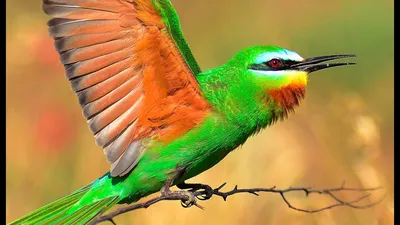 Любители птиц - Нубийская #щурка, или пурпурная щурка / Northern carmine  bee-eater (лат. Merops nubicus) Размеры взрослой птицы 36—39 см. Нубийские  щурки — общественные птицы. Их гнездовые колонии чаще всего насчитывают от