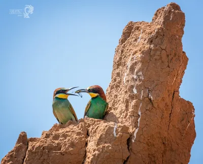 Золотистая щурка (Merops apiaster). Птицы Европейской России.