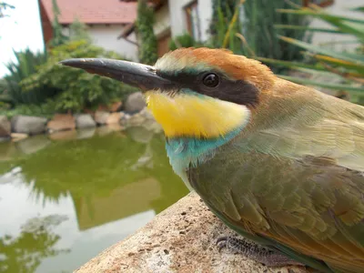 Золотистая щурка (Merops apiaster). Птицы Сибири.