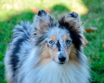 Шелти (Shetland Sheepdog) (Породы собак) Энциклопедия о животных EGIDA.BY