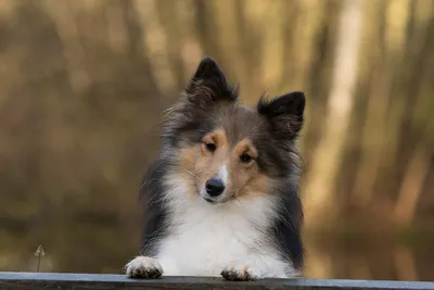 Шелти (Shetland Sheepdog) - это очень умная, активная и игривая порода собак.  Описание, фото, отзывы о породе.