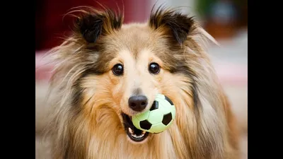 Шелти (Shetland Sheepdog) - это очень умная, активная и игривая порода собак.  Описание, фото, отзывы о породе.