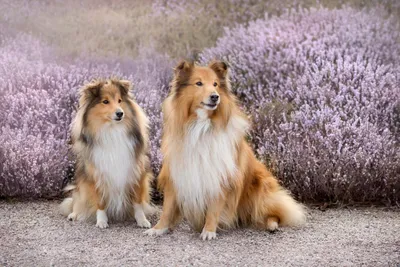 Шелти в России/Shelties in Russia | Facebook