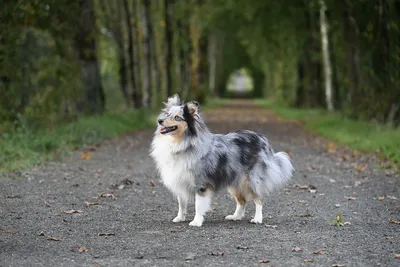 Собака Шелти Shetland Sheepdog - Бесплатное фото на Pixabay - Pixabay