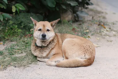 Сиба-ину (шиба-ину)🐶 — описание, фото, характер и правила дрессировки собак  породы сиба-ину (сиба-кэн) на Pet Guide🐾