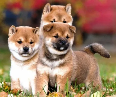 Adorable Shiba Inu Dog on a Pier