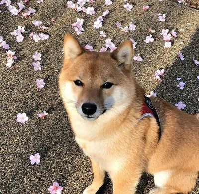 Shiba Inu Щенок итальянской борзой Doge Dog породы щенок, животные, собака  Лайк Млекопитающее, собака Порода png | PNGWing