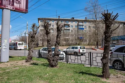 Тайна раскрыта: в Чите деревья считают опасными, поэтому власти их нещадно  вырубают | Чита.Ру - интересно о Забайкалье | Дзен