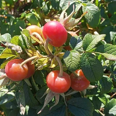 Шиповник морщинистый Rosa rugosa Thunb