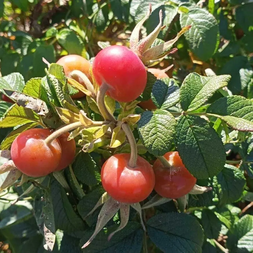 Шиповник морщинистый Rosa rugosa Thunb Шиповник морщинистый Rosa rugosa Thunb