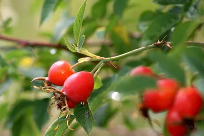 Когда собирать шиповник: сбор шиповника - Agro-Market24