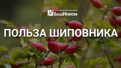Напиток растворимый Fitolain \"Шиповник натуральный\" | отзывы
