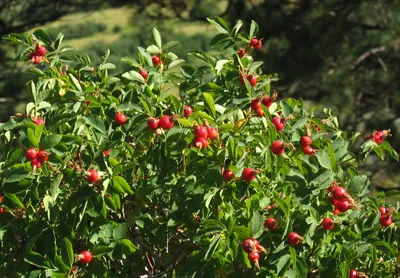 Шиповник майский (Rosa majalis)