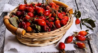 Шиповник Махровый Белый. Купить Саженцы Шиповника с доставкой по РФ.
