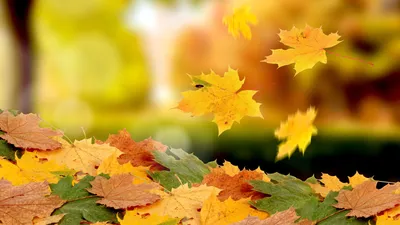 Mobile wallpaper: Leaves, Plants, Autumn, 20650 download the picture for  free.