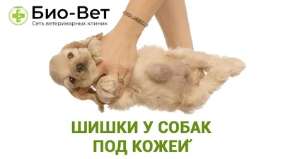 Кожные заболевания у собак симптомы и лечение 🐱 | Ветеринарная клиника  Ветдоктор