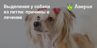 Онкология селезенки у кошек и собак