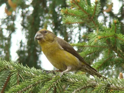 Red Crossbill / Клест-еловик / Шишкар ялиновий | Украина, Декабрь, Птицы