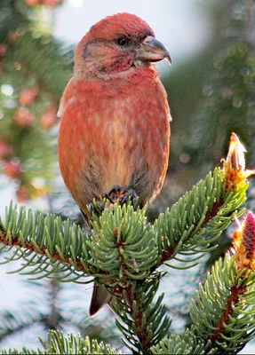 Birds Hill Park оправдывает свое название