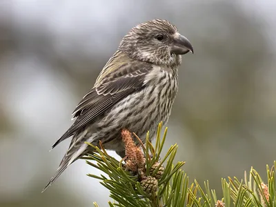 Белокрылый клест (Loxia leucoptera)