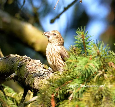 Клёст-сосновик - eBird