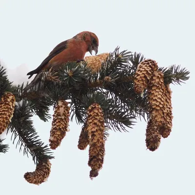 Шишкар білокрилий (Loxia Leucoptera) :: Пернаті друзі, птахи України,  орнітологія ::