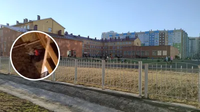 Школа 153: последние новости на сегодня, самые свежие сведения | НГС24 -  новости Красноярска