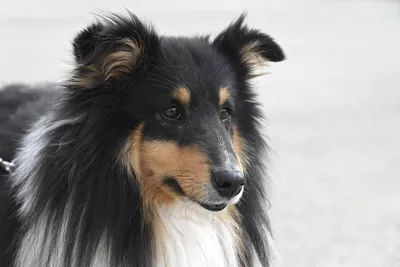 Шелти (Shetland Sheepdog) - это очень умная, активная и игривая порода собак.  Описание, фото, отзывы о породе.