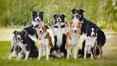 Шотландская овчарка колли Натурель Триколор / Scottish Shepherd Collie  Tricolor Natural - Породистая Гжель