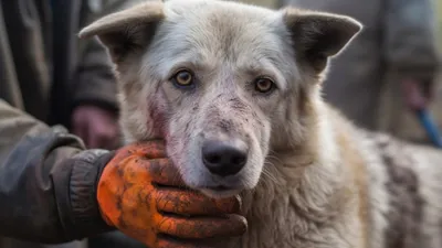 Укусила кошка: симптомы, что делать при опухоли и воспалении после царапин