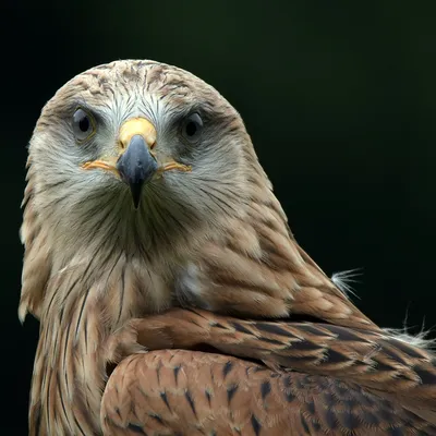 Black Kite (Milvus migrans). Birds of Ukraine.