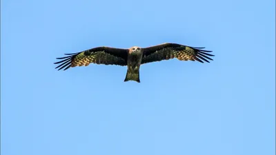 Шуліка чорний (Milvus migrans). Птахи України.